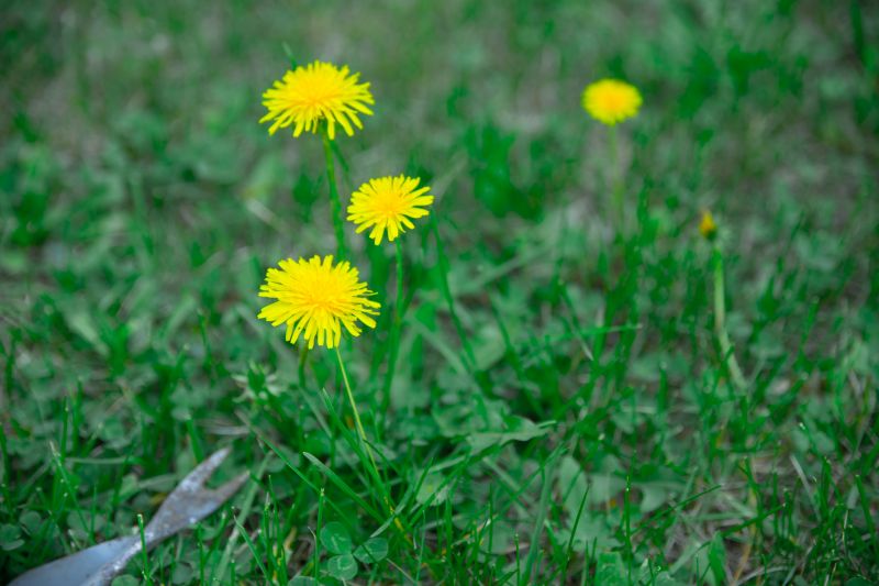 Crabgrass Removal in Ventura County, CA
