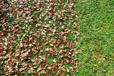 Lawn with Leaf Mulch