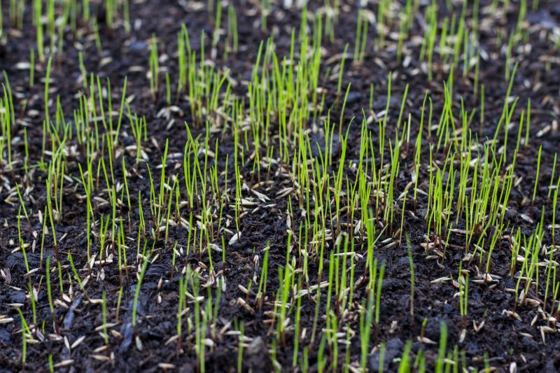 Healthy Lawn Close-up